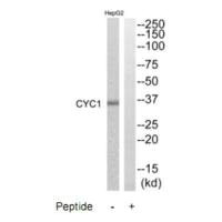 Western blot analysis of extracts from HepG2 cells, using CYC1 antibody.