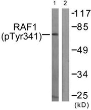 Western blot analysis of extracts from Jurkat cells treated with Paclitaxel using Raf1 (Phospho-Tyr341) Antibody.The lane on the right is treated with the antigen-specific peptide.