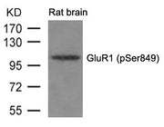 Western blot analysis of extracts from Rat brain tissue using GluR1(phospho-Ser849) Antibody.