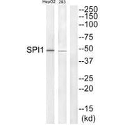 Western blot analysis of extracts from HepG2 and 293 cells, using SPI1 antibody.
