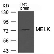 Western blot analysis of extract from Rat brain tissue using MELK Antibody