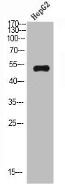 Western Blot analysis of HEPG2 cells using IgM Chain C Polyclonal Antibody diluted at 1:500. Secondary antibody was diluted at 1:20000