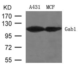 Western blot analysis of extracts from A431 and MCF cells using Gab1 (Ab-627) Antibody.