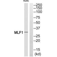 Western blot analysis of extracts from HUVEC cells, using MLF1 antibody.