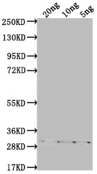 Western Blot Positive WB detected in Recombinant protein All lanes: ASY3 antibody at 1:2000 Secondary Goat polyclonal to rabbit IgG at 1/50000 dilution Predicted band size: 26.2 kDa Observed band size: 30 kDa