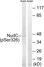 Western blot analysis of extracts from rat brain cells, using NudC (Phospho-Ser326) antibody. The lane on the right is treated with the synthesized peptide.