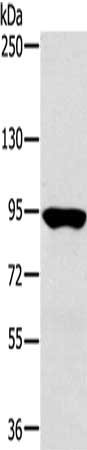 Gel: 6%SDS-PAGE, Lysate: 40 ug, Lane: Hepg2 cells, Primary antibody: CSB-PA585442(RNF214 Antibody) at dilution 1/250, Secondary antibody: Goat anti rabbit IgG at 1/8000 dilution, Exposure time: 20 seconds
