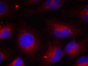 Immunofluorescence staining of methanol-fixed HeLa cells using PTEN (phospho-Ser380) antibody.