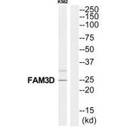 Western blot analysis of extracts from K562 cells, using FAM3D antibody.