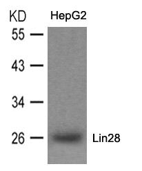 Western blot analysis of extracts from HepG2 cells using Lin28 Antibody.