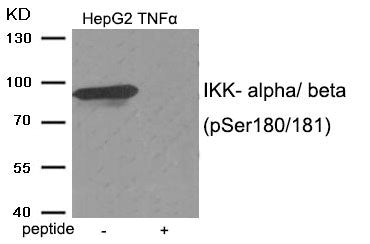 Western blot analysis of extracts from HepG2 cells treated with TNF using IKK- alpha/ beta (Phospho-Ser180/181) antibody.The lane on the right is treated with the antigen-specific peptide.