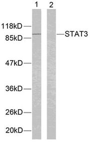 Western blot analysis of extracts from Hela cells using STAT3(Ab-705) Antibody(lane 1