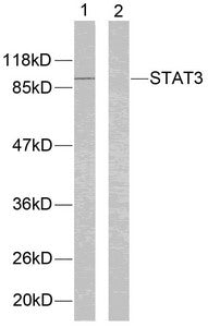 Western blot analysis of extracts from Hela cells using STAT3(Ab-705) Antibody(lane 1