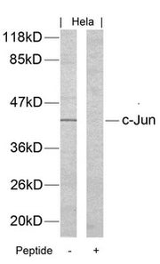 Western blot analysis of extracts from Hela cells using c-Jun(Ab-170) Antibody and the same antibody preincubated with blocking peptide.