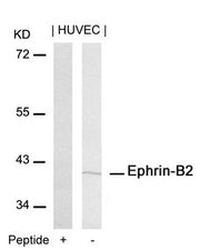 Western blot analysis of extracts from HUVEC cells using Ephrin-B2(Ab-316) Antibody and the same antibody preincubated with blocking peptide.