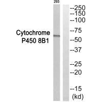 Western blot analysis of extracts from 293 cells, using Cytochrome P450 8B1 antibody.