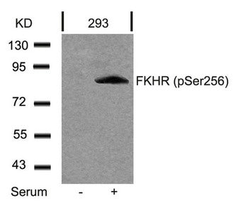 Western blot analysis of extracts from 293 cells untreated or treated with serum using FKHR(Phospho-Ser256) Antibody.
