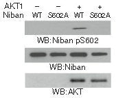 Western blot analysis in vitro kinase assays were performed by mixing purified bacterially expressed WT His-Niban or the His-Niban S602A with or without purified active AKT1 using Niban (Phospho-Ser602) Antibody.
