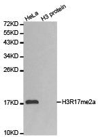 Western blot analysis of extracts of HeLa cell line and H3 protein expressed in E.coli., using H3R17me2a antibody.