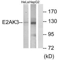 Western blot analysis of extracts from HeLa cells and HepG2 cells, using E2AK3 antibody.