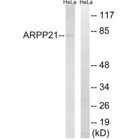 Western blot analysis of extracts from HeLa cells, using ARPP21 antibody.