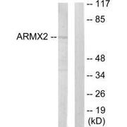 Western blot analysis of extracts from 293 cells, using ARMX2 antibody.