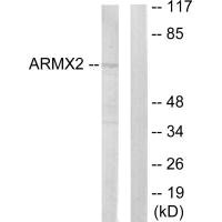 Western blot analysis of extracts from 293 cells, using ARMX2 antibody.