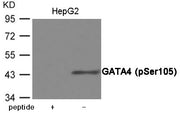 Western blot analysis of extracts from HepG2 cells using GATA4 (Phospho-Ser105) Antibody.The lane on the left is treated with the antigen-specific peptide.