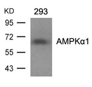 Western blot analysis of extracts from 293 cells using AMPKa1(Ab-487)Antibody.