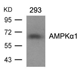 Western blot analysis of extracts from 293 cells using AMPKa1(Ab-487)Antibody.