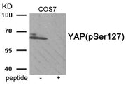 Western blot analysis of extracts from COS7 tissue using YAP (Phospho-Ser127) antibody.The lane on the right is treated with the antigen-specific peptide.