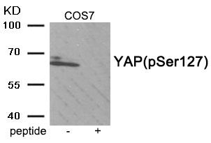 Western blot analysis of extracts from COS7 tissue using YAP (Phospho-Ser127) antibody.The lane on the right is treated with the antigen-specific peptide.