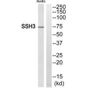 Western blot analysis of extracts from HuvEc cells, using SSH3 antibody.