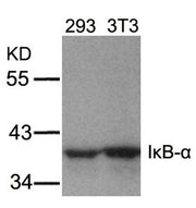 Western blot analysis of extracts from 293 and 3T3 cells using IkB-a(Ab-32/36) Antibody.