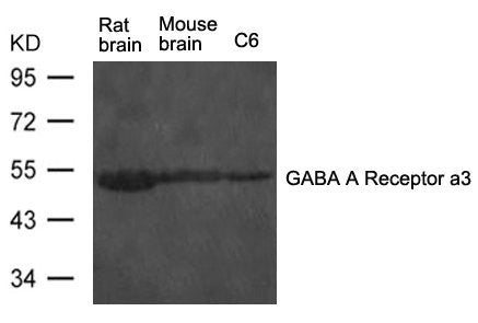 Western blot analysis of extract from rat brain and mouse brain tissue and C6 cells using GABA A Receptor a3 Antibody