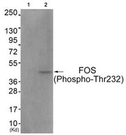 Western blot analysis of extracts from COS7 cells (Lane 2), using FOS (Phospho-Thr232) Antibody. The lane on the left is treated with antigen-specific peptide.