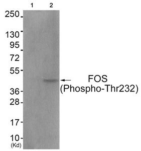 Western blot analysis of extracts from COS7 cells (Lane 2), using FOS (Phospho-Thr232) Antibody. The lane on the left is treated with antigen-specific peptide.