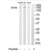 Western blot analysis of extracts from HeLa cells, Jurkat cells and HepG2 cells, using DHX8 antibody.