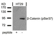 Western blot analysis of extracts from HT29 cells using b-Catenin(Phospho-Ser37) Antibody and the same antibody preincubated with blocking peptide .