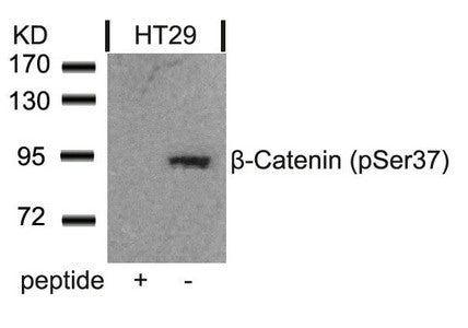Western blot analysis of extracts from HT29 cells using b-Catenin(Phospho-Ser37) Antibody and the same antibody preincubated with blocking peptide .