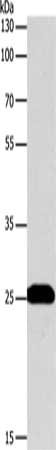 Gel: 10%SDS-PAGE, Lysate: 40 ug, Lane: Hela cells, Primary antibody: CSB-PA597947(BCL2 Antibody) at dilution 1/650, Secondary antibody: Goat anti rabbit IgG at 1/8000 dilution, Exposure time: 30 seconds