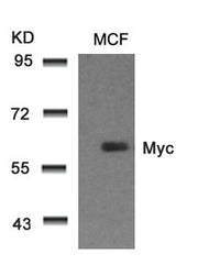 Western blot analysis of extracts from MCF cells using Myc(Ab-58) Antibody.