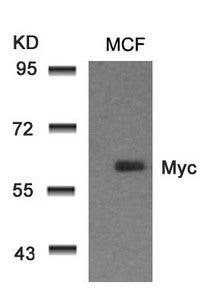 Western blot analysis of extracts from MCF cells using Myc(Ab-58) Antibody.