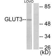 Western blot analysis of extracts from LOVO cells, using GLUT3 antibody.
