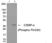 Western blot analysis of extracts from cos-7 cells (Lane 2), using C/EBP-α (Phospho-Thr230) Antibody. The lane on the left is treated with antigen-specific peptide.