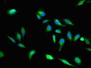 Immunofluorescent analysis of Hela cells using CSB-PA600170LA01HU at dilution of 1:100 and Alexa Fluor 488-congugated AffiniPure Goat Anti-Rabbit IgG(H+L)