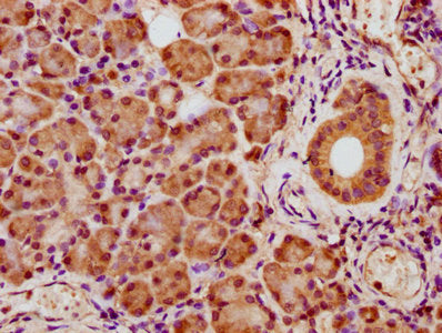 IHC image of CSB-PA600843LA01HU diluted at 1:400 and staining in paraffin-embedded human pancreatic tissue performed on a Leica BondTM system. After dewaxing and hydration, antigen retrieval was mediated by high pressure in a citrate buffer (pH 6....