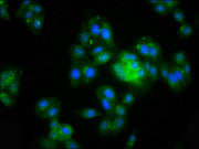 Immunofluorescence staining of HepG2 cells with CSB-PA600992LA01HU at 1:200, counter-stained with DAPI. The cells were fixed in 4% formaldehyde, permeabilized using 0.2% Triton X-100 and blocked in 10% normal Goat Serum. The cells were then incuba...