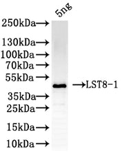 Western Blot Positive WB detected in: recombinant protein All lanes: LST8-1Antibody at 1:1000 Secondary Goat polyclonal to rabbit IgG at 1/50000 dilution Predicted band size: 42 kDa Observed band size: 42 kDa