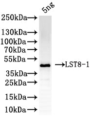 Western Blot Positive WB detected in: recombinant protein All lanes: LST8-1Antibody at 1:1000 Secondary Goat polyclonal to rabbit IgG at 1/50000 dilution Predicted band size: 42 kDa Observed band size: 42 kDa